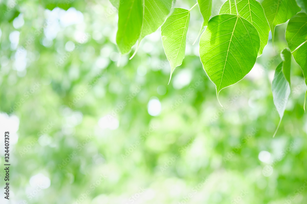 Beautiful nature view of green leaf on blurred greenery background in garden and sunlight with copy space using as background natural green plants landscape, ecology, fresh wallpaper concept. Beautiful nature view of green leaf on blurred greenery background in garden and sunlight with copy space using as background natural green plants landscape, ecology, fresh wallpaper concept.