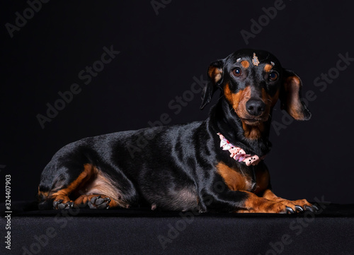 Sausage dog in pet portrait