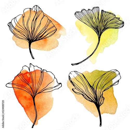 Hand drawn Ginkgo biloba leaves set with watercolor stains. Outline collection of autumn ginkgo leaf. Set with floral exotic leaves for your design.