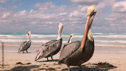 Brown pelican family on the beach, ocean waves and clouds in background