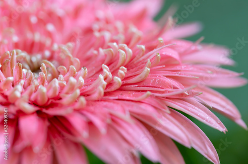 pink gerbera in close detail