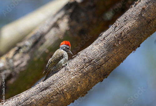 Grey Headed Woodpecker on a tree bark seen at Masai Mara, Kenya, Africa