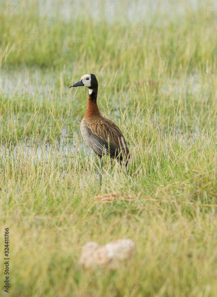 White-faced Whistling duck seen in Amboseli swamps in Kenya,Africa White-faced Whistling duck seen in Amboseli swamps in Kenya,Africa