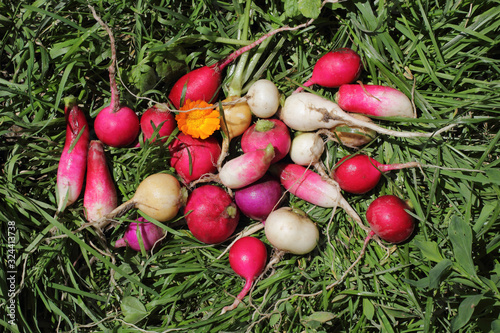 Different color radishes on grass