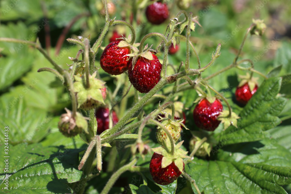 Growing strawberries on field. Little variety Growing strawberries on field. Little variety