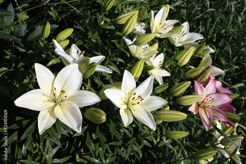 Fototapeta Naklejka Na Ścianę i Meble -  Growing white and pink lilies
