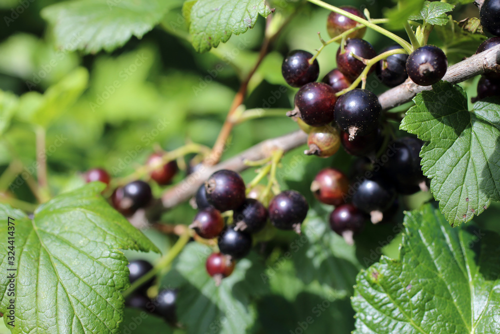 Growing black currant in garden Growing black currant in garden