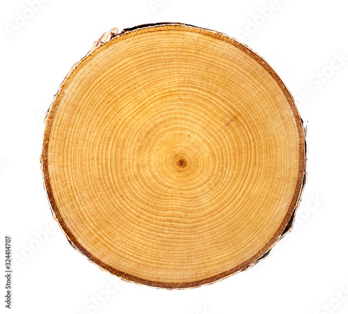 Cross section of flat round tree trunk showing growth rings isolated on white background.