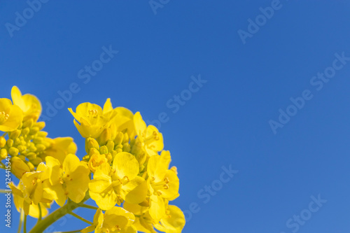 菜の花と青空