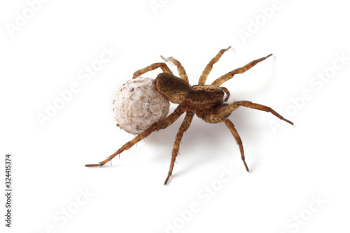 Wolf spider with cocoon isolated on white