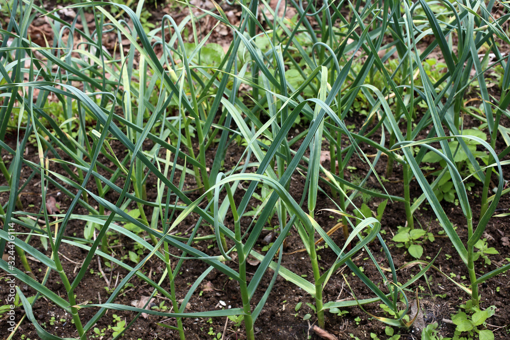 Fototapeta premium Growing garlic on field. agricultural background