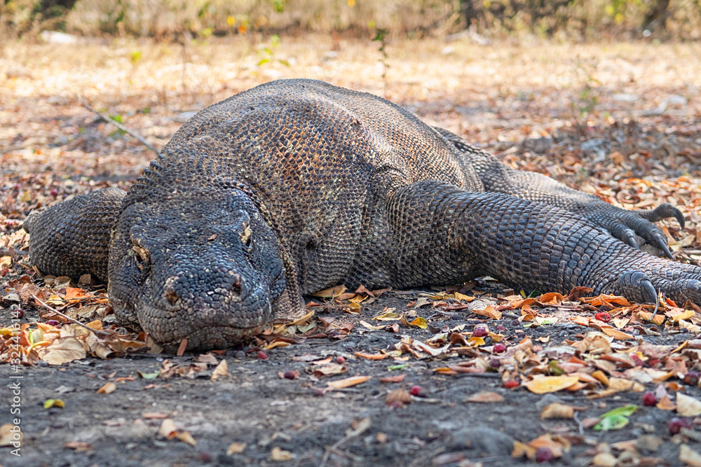 Lazy Komodo Dragon Laying On The Floor Ready To Attack Whenever He Wants