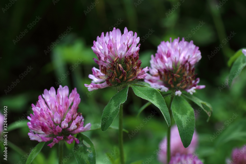 Growing red clover (trifolium pratense). Fodder crop, improve soils (nitrogen fixation). Honey plant Growing red clover (trifolium pratense). Fodder crop, improve soils (nitrogen fixation). Honey plant