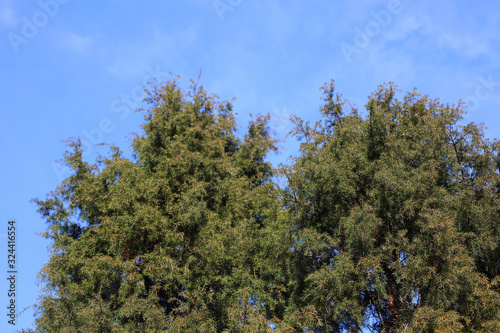 Juniperus rigida  temple juniper  tree
