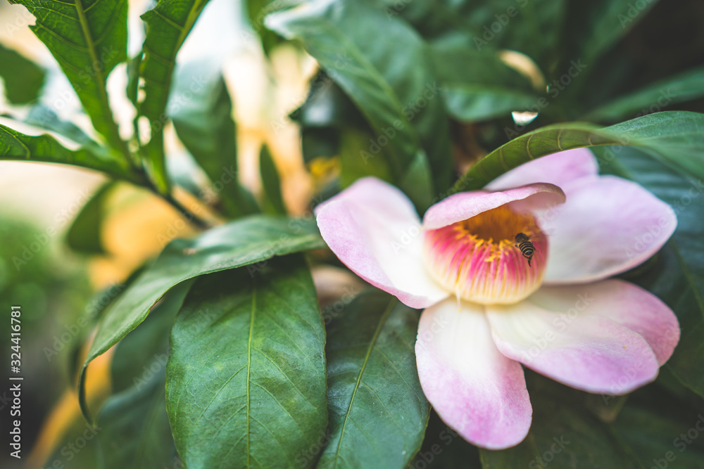Honey Bee flying to blossom pink gustavia superba flower Honey Bee flying to blossom pink gustavia superba flower