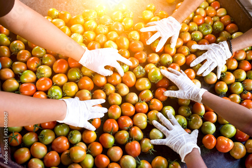Farmers catch fresh tomatoes in their hands on the wooden floor Tomato harvest, top view