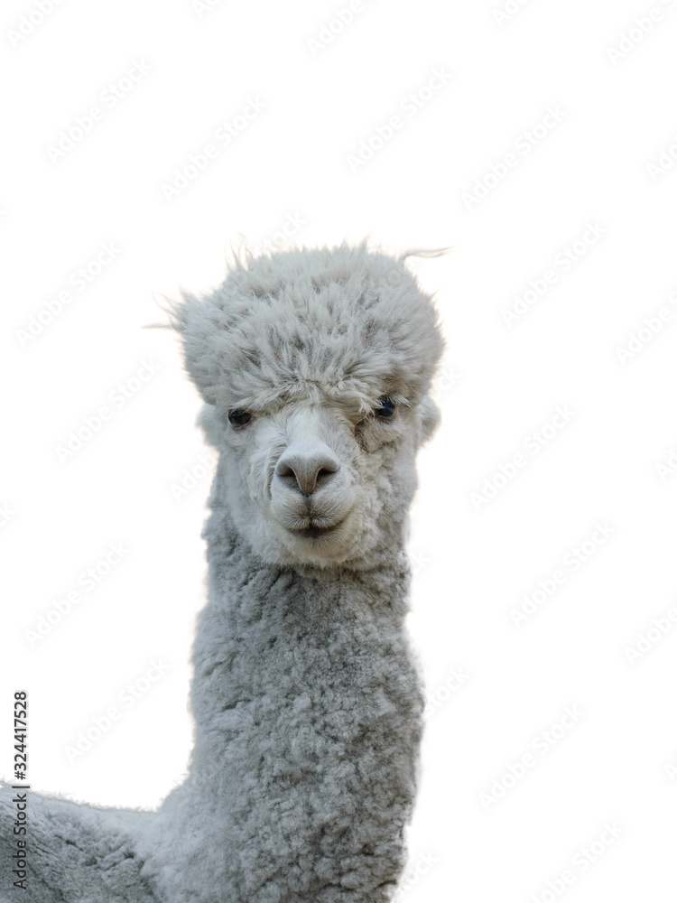 Obraz premium The body of a beautiful grey Alpaca isolated on a white background.