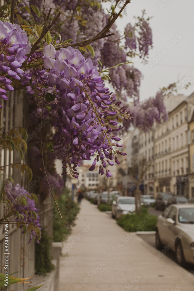 Obraz premium lilas 2