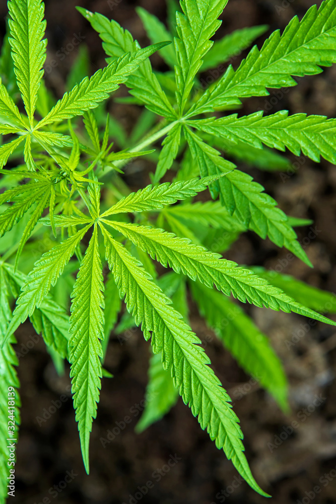 Closeup cannabis leaves on ground blurred background.. Closeup cannabis leaves on ground blurred background..