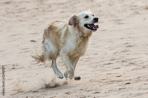 Golen Retriever dog running on beach