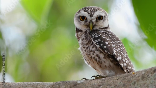 Beautiful spotted owl,full HD video. Cute owl with big eyes perching on branch turning head looking up and down left and right in the morning sunlight.