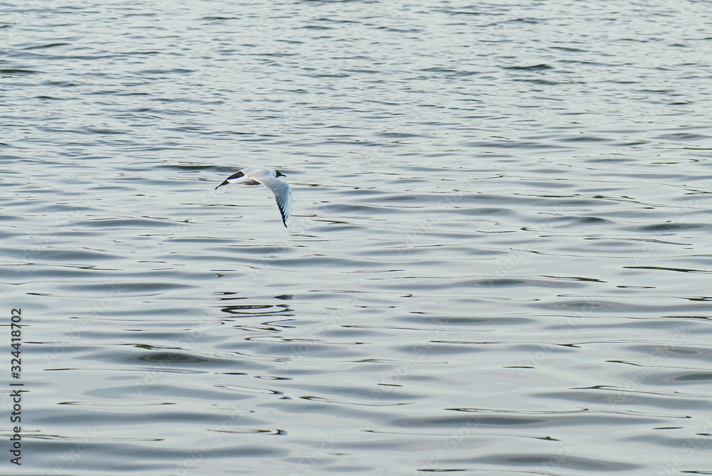 Seagull flies on the background of the water surface. The concept of freedom and overcoming space Seagull flies on the background of the water surface. The concept of freedom and overcoming space