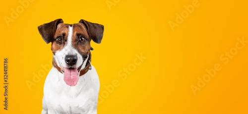 Dog. © BillionPhotos.com