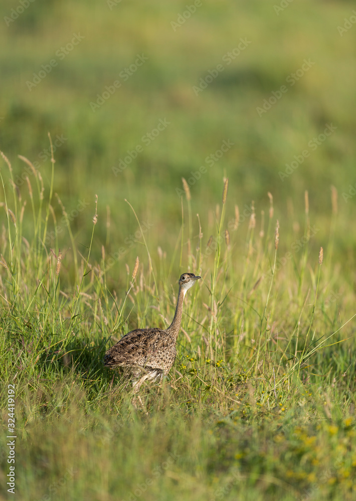 White bellied Bustard seen walking in a green grass at Masai Mara, Kenya, Africa