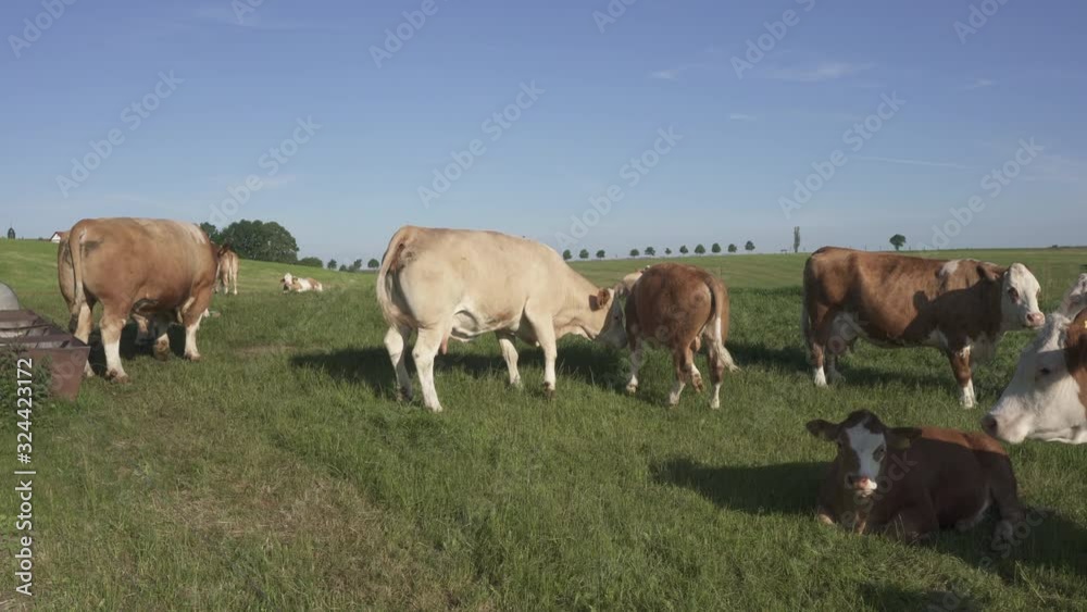 Cows have fun in the green meadow Cows have fun in the green meadow