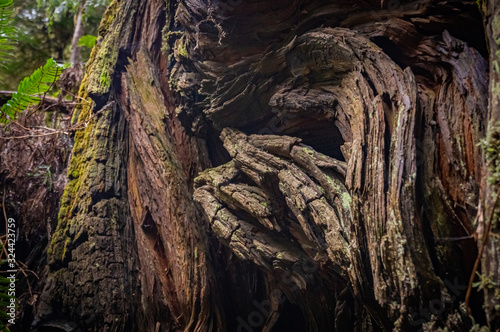Close up detail of redwood bark at Jedediah State Park in Northern California