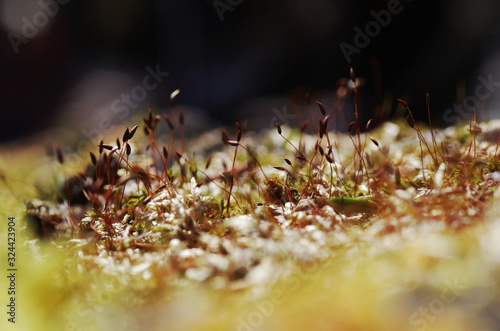 苔と苔の胞子 © KATSU