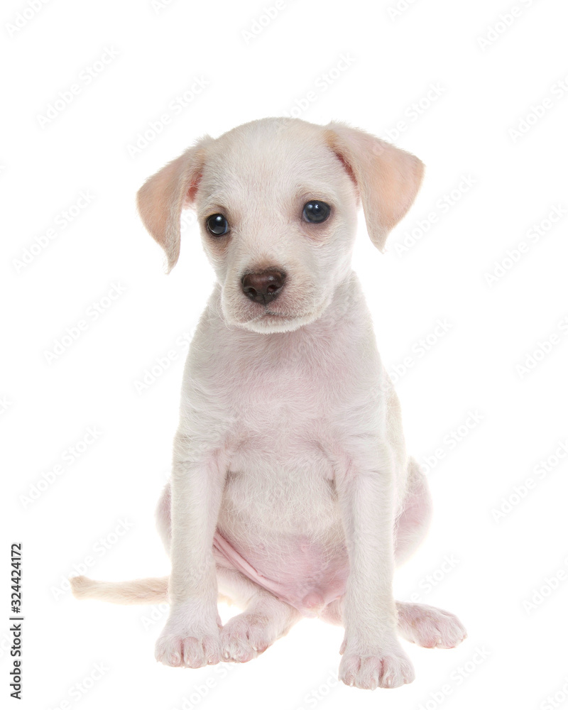 Portrait of an adorable small chihuahua lab mix puppy sitting facing viewer, isolated on white background.