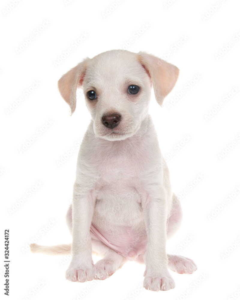 Portrait of an adorable small chihuahua lab mix puppy sitting facing viewer, isolated on white background. Portrait of an adorable small chihuahua lab mix puppy sitting facing viewer, isolated on white background.