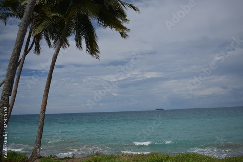Tropcal palm near beach in papua new guinea