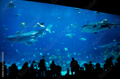 silhouette people in great aquarium photo