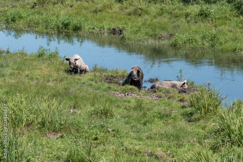 Three pigs are on the shore of a small river among the green grass on a summer day. Three pigs are on the shore of a small river among the green grass on a summer day.