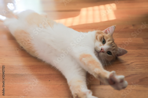 White-red cat lies on the parquet floor and looks at the camera. Selective focus.
