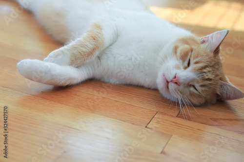 Close-up of a red cat sleeping on the parquet floor in the living room