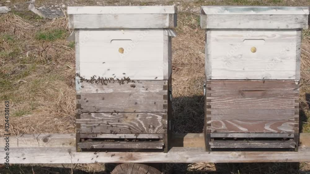 Portable wooden beehive with full of bees flying around Portable wooden beehive with full of bees flying around
