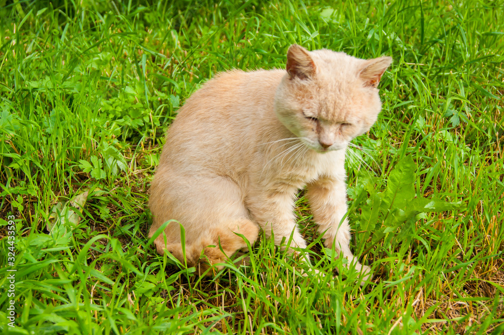 An unhappy very sad street cat sits on the green grass in the yard in the summer.
