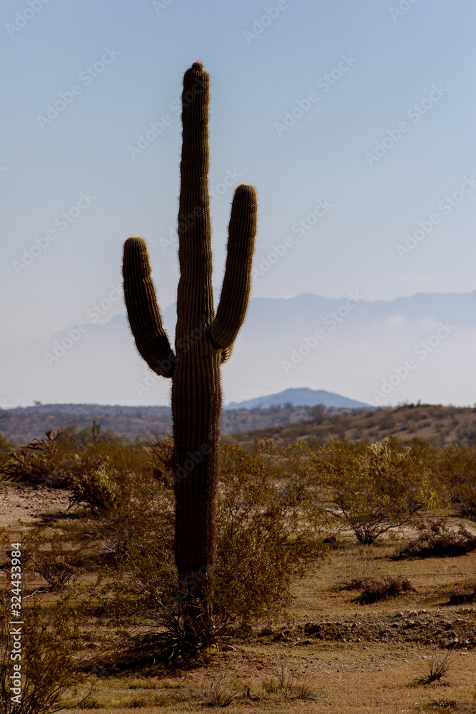 Arizona desert shines on Saguaro cacti of mountains and twilight sky