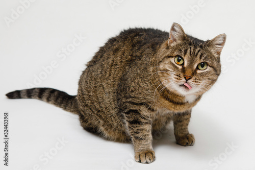 Domestic cat poses for the camera. © olgasparrow