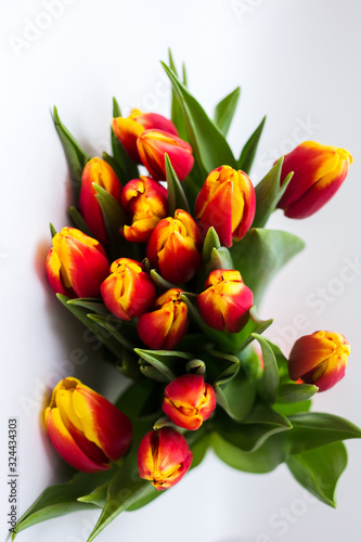 Beautiful tseti tulips on a light background