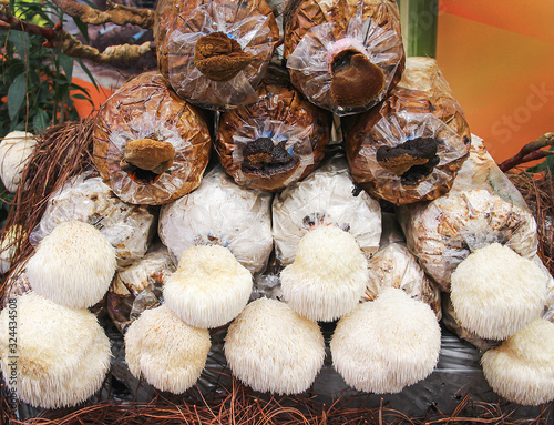 Lion's mane mushrooms or hericium erinaceus growing on plastic bag , nature indoor greenhouse closeup background photo