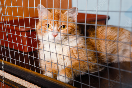Caged locked cat.