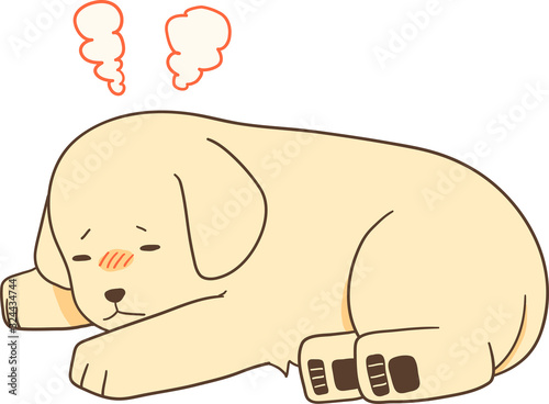 ゴールデンレトリバーの子犬（発熱・微熱）