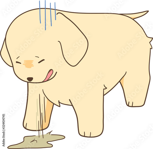 ゴールデンレトリバーの子犬（嘔吐）