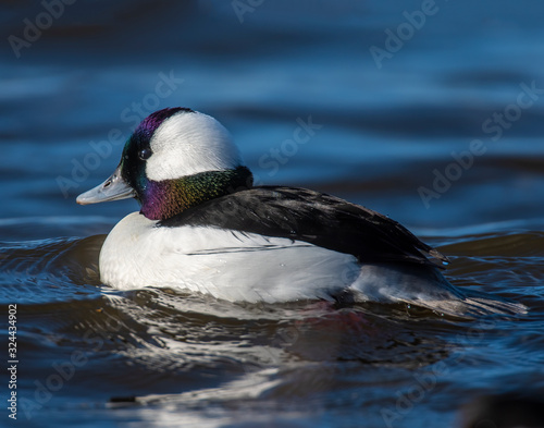 Photography bufflehead Duck Drake