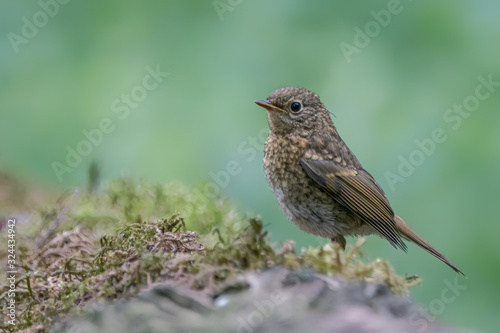 young robin (Erithacus rubecula) in the forest of Noord Brabant in the Netherlands. Green background with copy space.