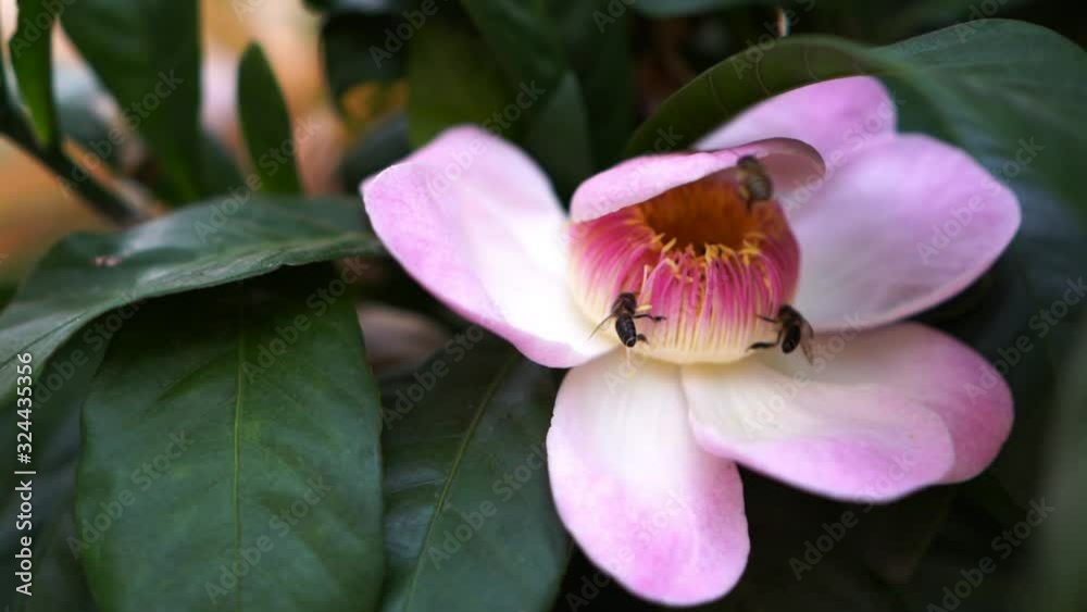 Honey Bee flying to blossom pink gustavia superba flower Honey Bee flying to blossom pink gustavia superba flower